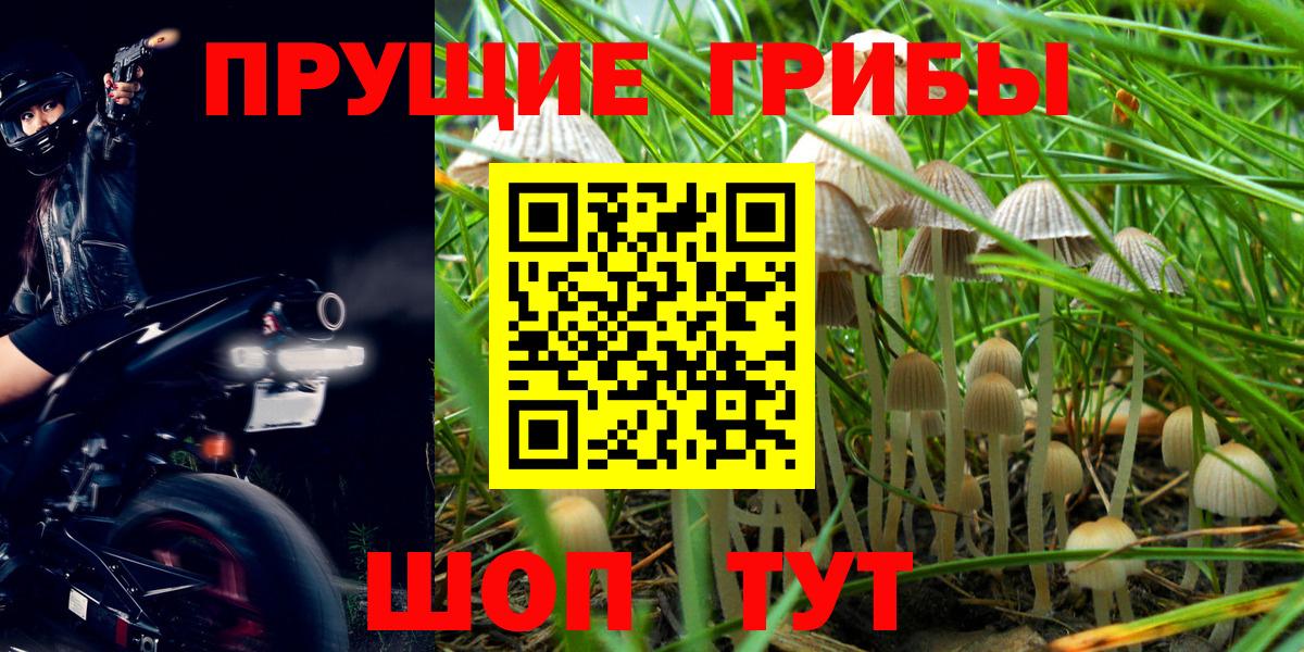 Псилоцибиновые грибы мицелий  Вход с VPN  Урус-Мартан 